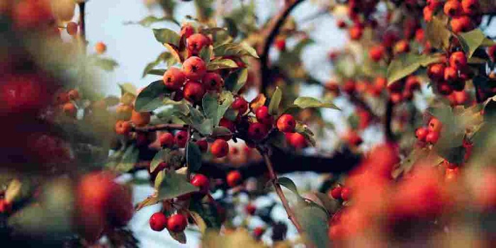 ویتامین آ-compressed