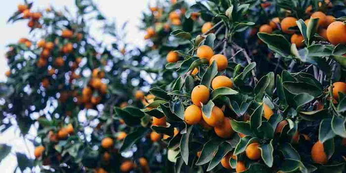 ویتامین ث-compressed